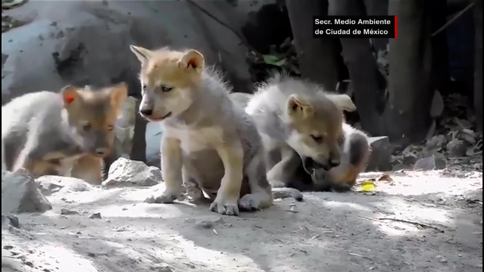 Conoce a los adorables lobos mexicanos que nacieron en el Zoológico de  Chapultepec