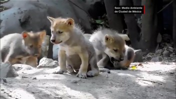 Lobos en peligro de extinción nacen en Ciudad de México