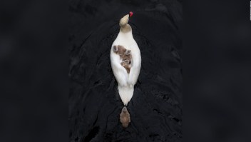 La conmovedora foto de un cisne que protege a sus crías