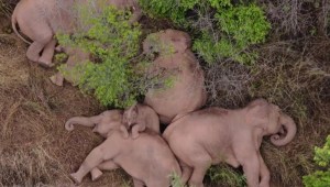 Manada de elefantes toma una siesta tras caminar 500 km