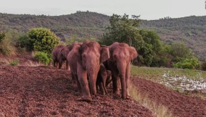 Elefantes manada china