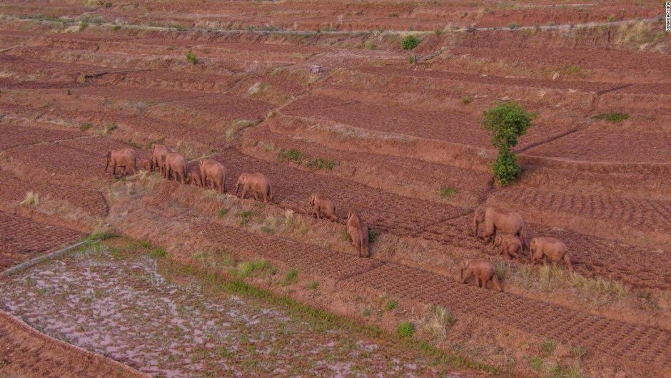 Elefantes manada china
