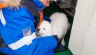 Marineros rusos rescatan a adorable perra en el Ártico
