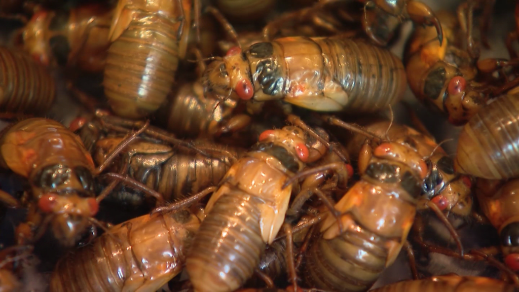 Cigarras lo invaden todo y algunos hablan de sus beneficios