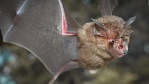 Hallan nuevos coronavirus en murciélagos