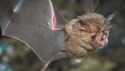 Hallan nuevos coronavirus en murciélagos