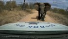 Hombre registra el ataque de un elefante a su camioneta