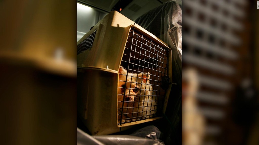 CDC stops some dogs from entering the United States