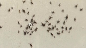 Impresionante invasión de arañas al sur de Australia