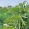 Argentina abre camino al mercado de cannabis medicinal