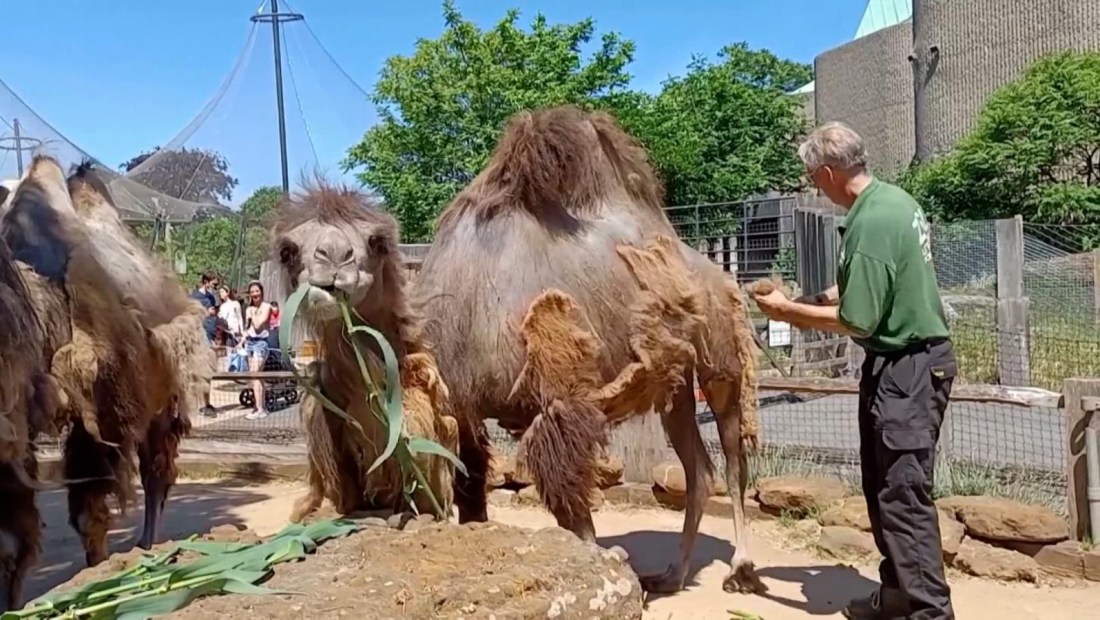 El nuevo estilo de estos camellos para combatir el calor