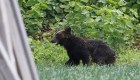 Un ataque de oso en Japón deja 4 heridos