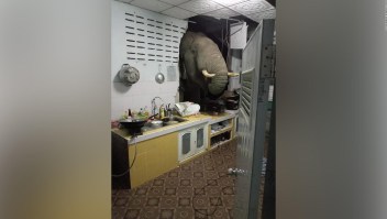 Elefante busca comida en casa de una mujer en Tailandia