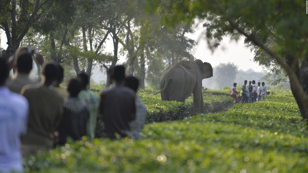 Elephants and people are fighting in India
