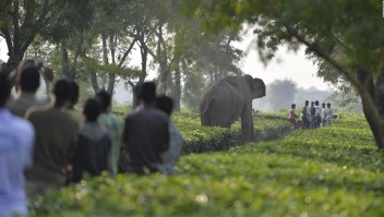 Elefantes y personas luchan en La India