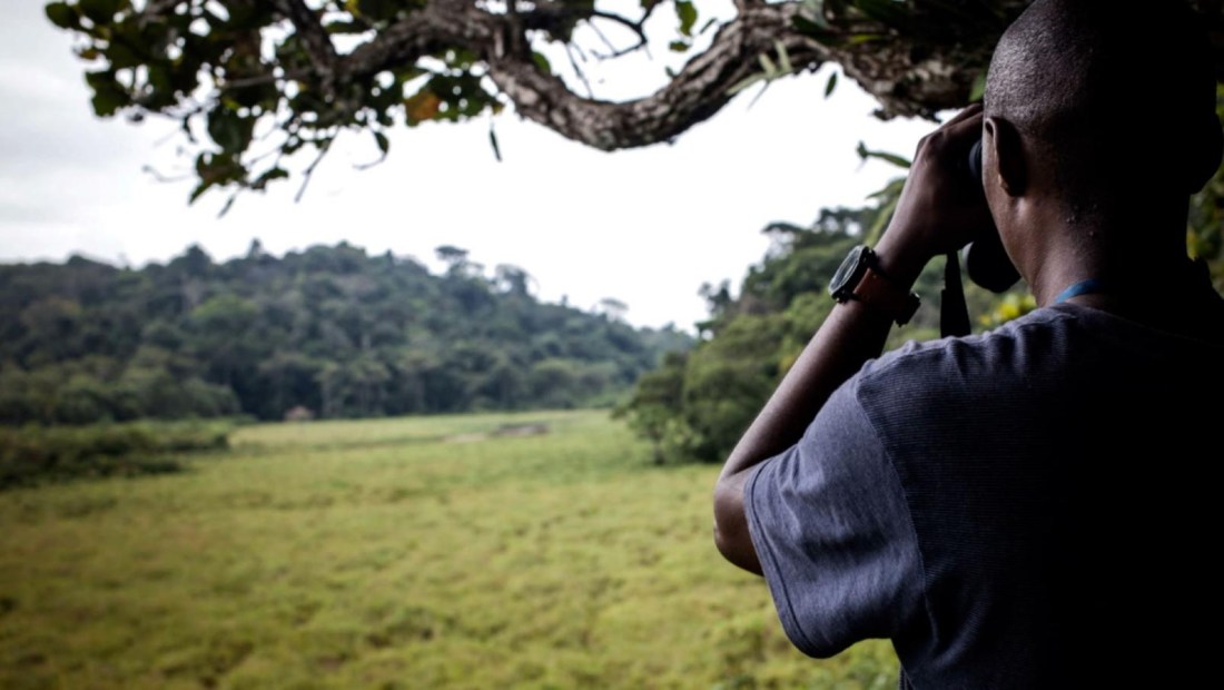 Gabón recibe pago para proteger sus bosques