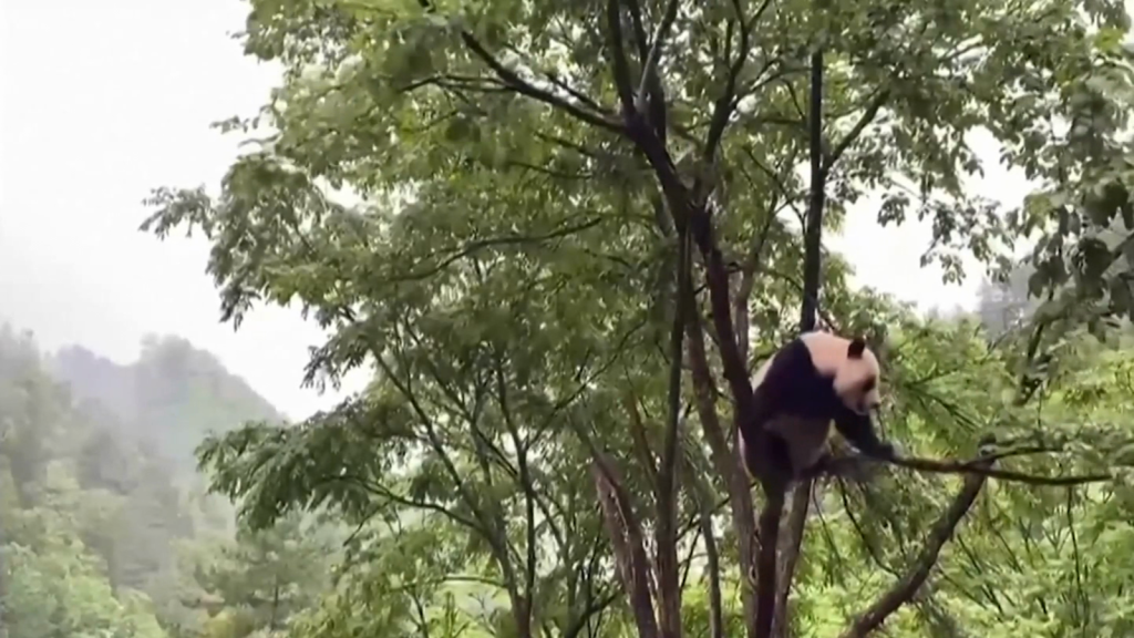 Panda gigante desafía la gravedad en la copa de un árbol