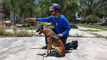 Entrenan a perros rescatistas simulando un juego de caza