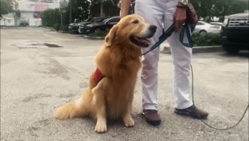 Este perro da alivio a familias del derrumbe en Miami