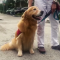 Este perro da alivio a familias del derrumbe en Miami