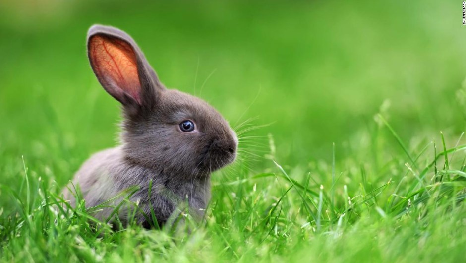 conejo rabbit