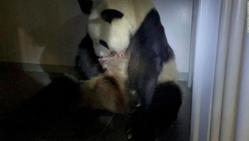 panda gigante bebé