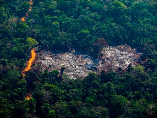 Día de los Bosques Tropicales: imágenes de la deforestación en el Amazonas
