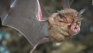 Nuevos coronavirus murciélagos investigadores chinos
