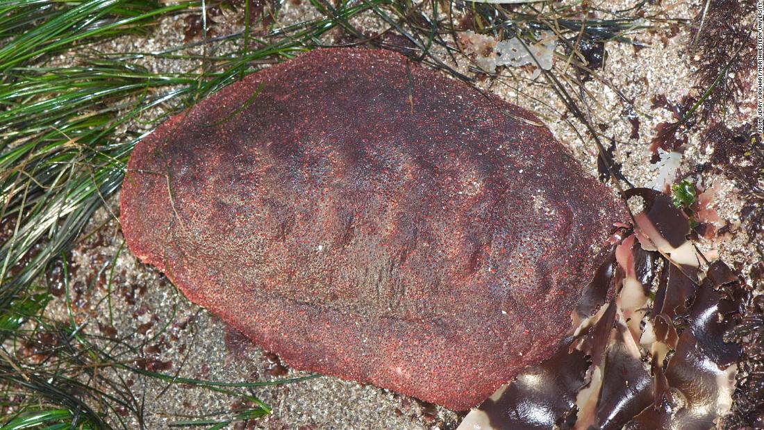 This Walking Meatloaf Has A Rare Mineral In Its Teeth