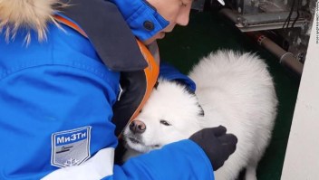rescate-perro-ártico