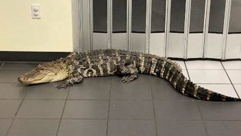 Cliente encuentra un caimán en oficina postal de Florida