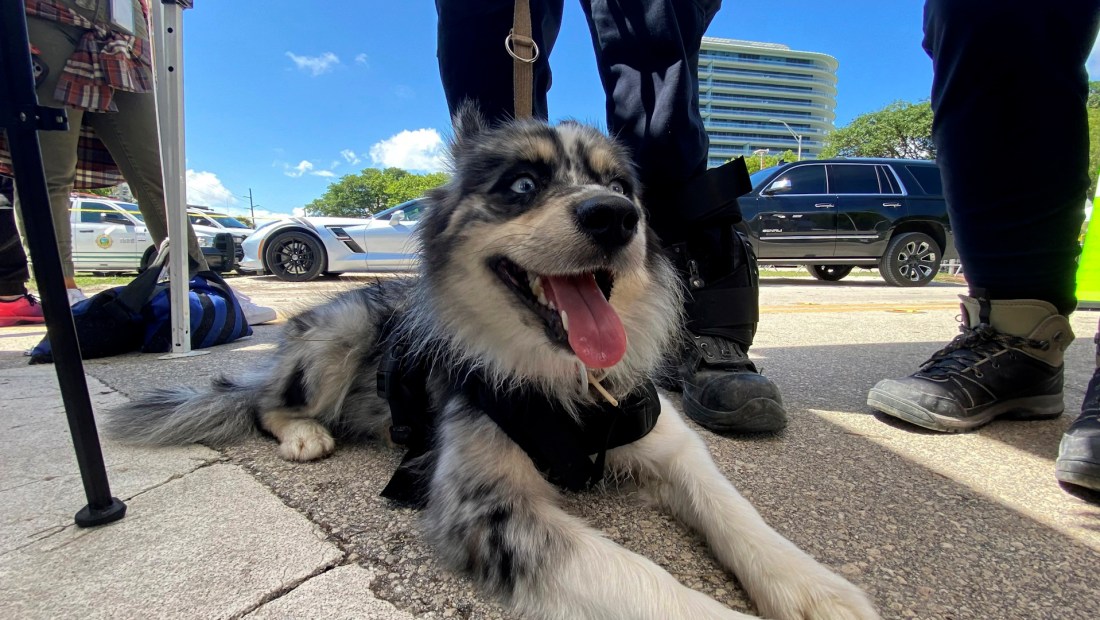 Perros rescatistas, una esperanza en la tragedia en Miami cafe oraa