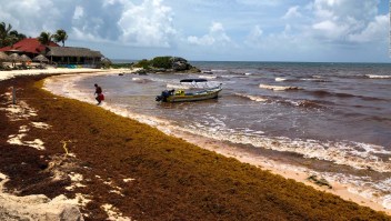 Caribe mexicano está afectado por toneladas de sargazo