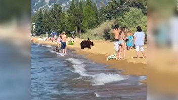 Familia de oso se baña en el mar, junto a las personas