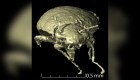 Científicos encuentran escarabajos en heces fosilizadas