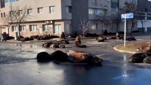 Lobos marinos se toman las calles de Mar del Plata