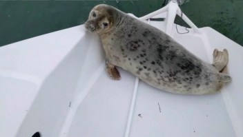 Una foca sorprende a un navegante en su bote