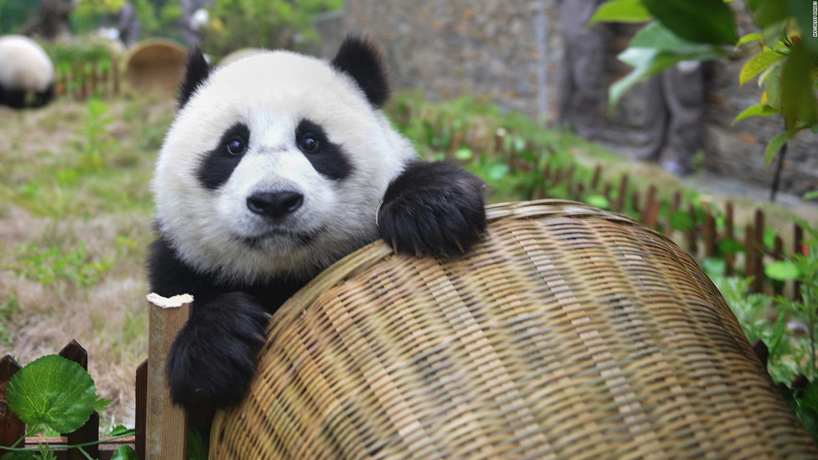 Pandas gigantes ya no está en peligro de extinción, dice China
