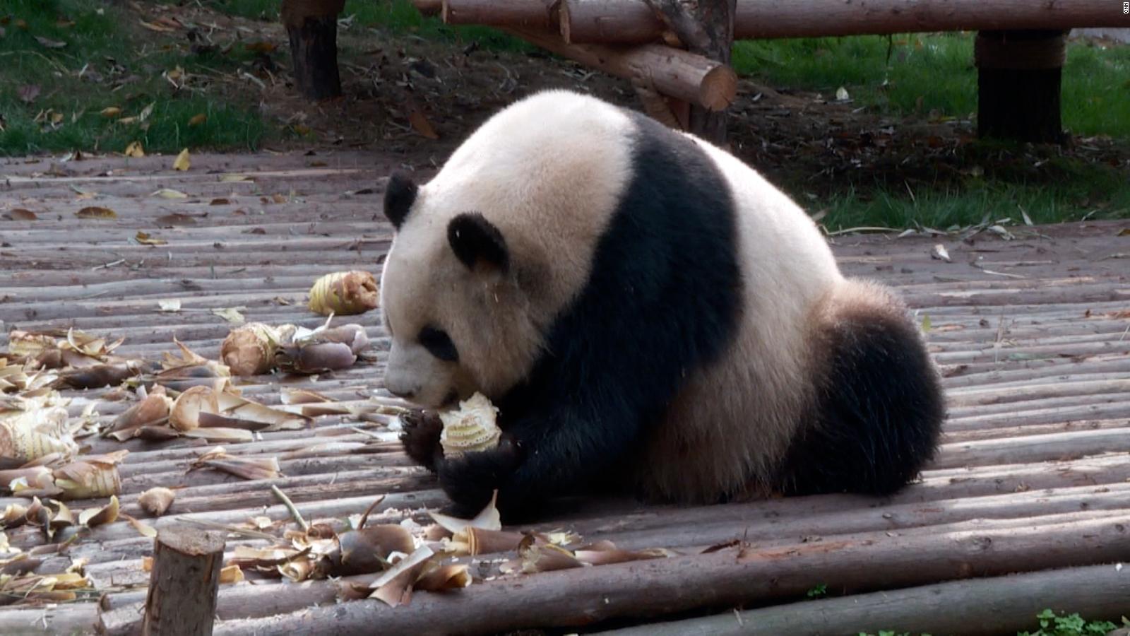 Cómo hizo China para salvar a los osos panda gigantes de la extinción? -  BBC News Mundo