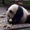 Así salvan a los pandas gigantes de extinguirse