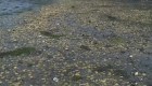 Muerte masiva de mejillones en la playa por ola de calor