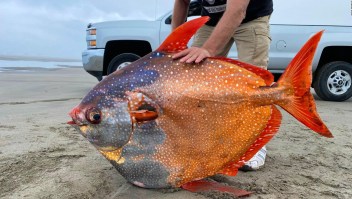 Encuentran masivo pez en la costa occidental de EE.UU.