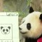 Panda gigante celebra su cumpleaños en Shanghái