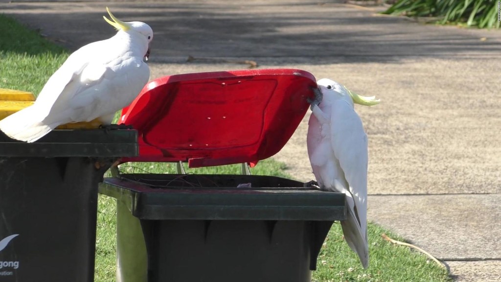 Estas cacatúas de Australia aprendieron a comer entre sí