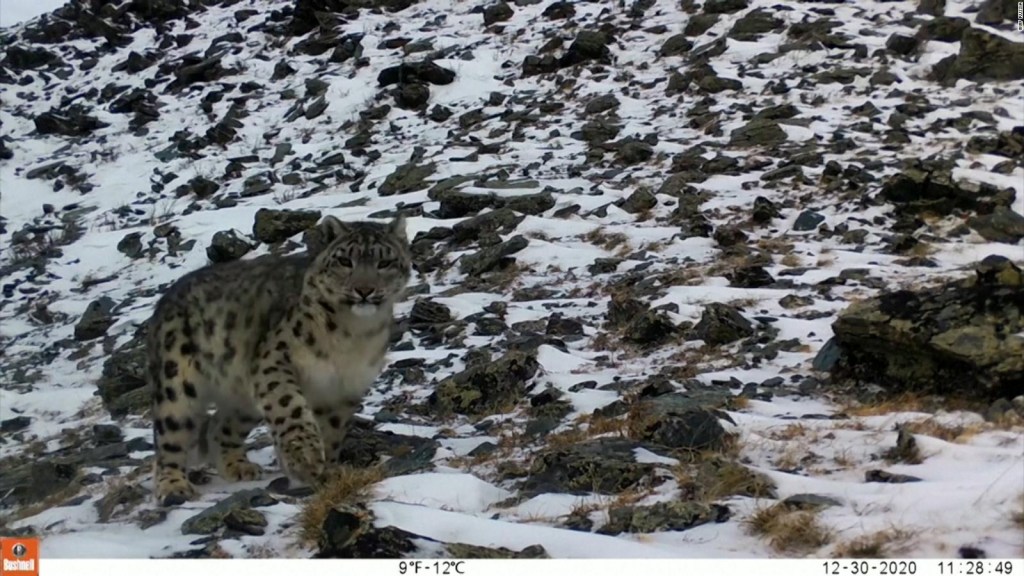 Check out the first photos of this rare leopard in years