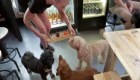 Un bar de Londres ofrece "Puptails" para animales