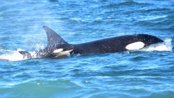 Avistan cría de orca en la Patagonia argentina