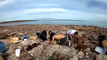Restos de un dinosaurio gigante hallados en Neuquén