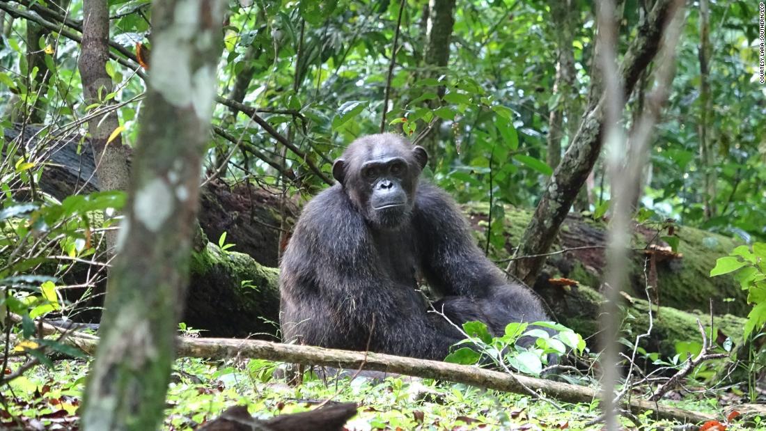 chimpancés gorilas