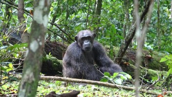 chimpancés gorilas